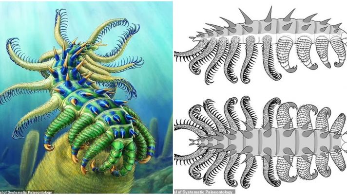 Phát hiện tàn tích của sinh vật giống ‘người ngoài hành tinh’ có gai và các chi có thể quẫy đạp