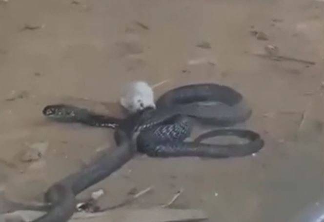 Chuột tấn công tới tấp như muốn "ăn tươi nuốt sống" rắn hổ mang chúa