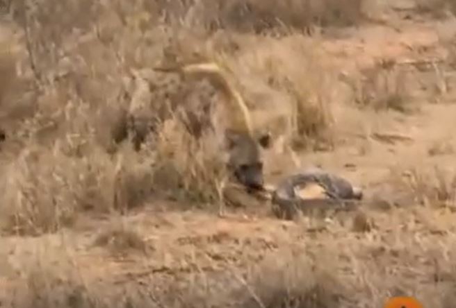 Clip: Linh cẩu ma mãnh cướp con mồi của trăn