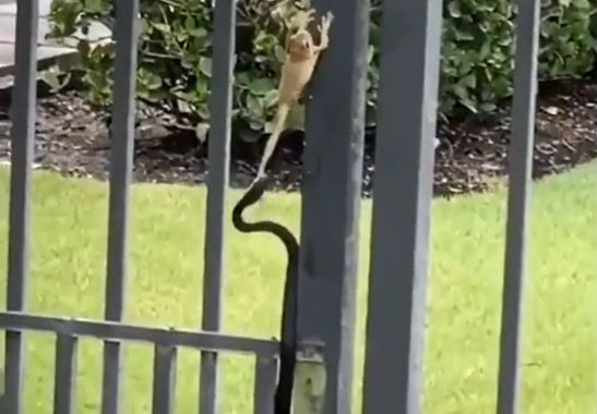 Ếch thoát chết thần kỳ dù bị rắn cắn chân