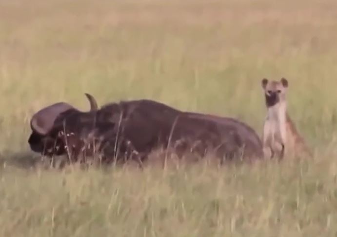 Linh cẩu dùng chiêu "độc" hạ gục trâu rừng to lớn