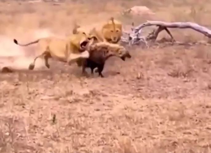 Clip: Linh cẩu bị đàn sư tử bao vây tấn công và cái kết khó ngờ