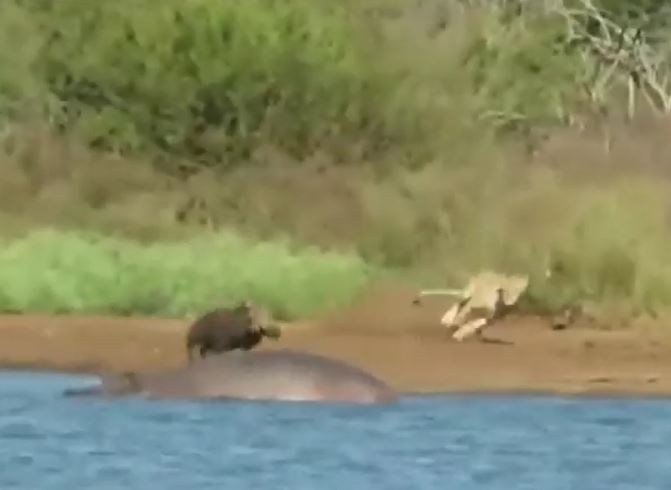 Mải mê tắm bùn, lợn bướu suýt mất mạng trước sư tử