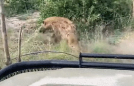 Clip: Báo hoa mai điên cuồng tấn công linh cẩu háu ăn, chiến thắng bất ngờ ở phút cuối