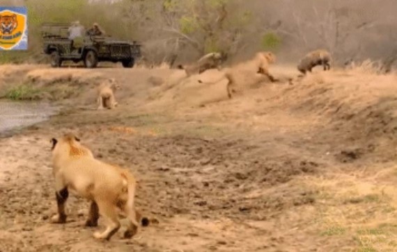 Clip: Linh cẩu cả gan cướp thức ăn của "nhà vua" và "cái kết đắng" mà chúng phải nhận