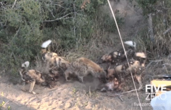 Clip: Cả đàn chó hoang cũng ngậm đắng nuốt cay vì trò 'chịu đấm ăn xôi' của linh cẩu