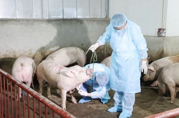 Thủ tướng yêu cầu thực hiện nghiêm các biện pháp phòng, chống bệnh Dịch tả lợn Châu Phi