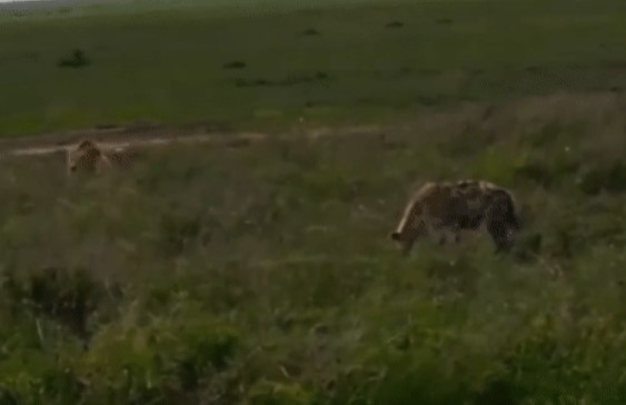 Clip: Linh cẩu mải mê ăn thịt thừa bỗng 1 "bóng đen" lao đến, kết cục trở tay không kịp