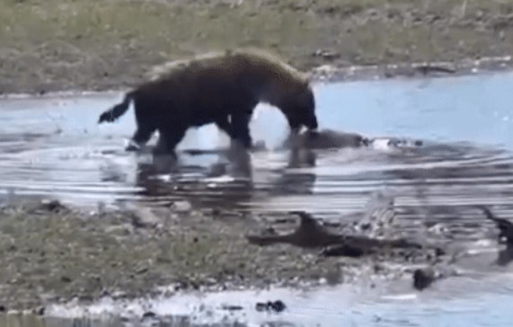 Clip: Thấy bữa ăn ngon lành dưới nước, linh cẩu định ăn trộm thì bị 'bóng đen' lao đến