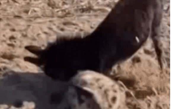 Clip: Linh cẩu bị đè đầu cưỡi cổ bởi một con lừa