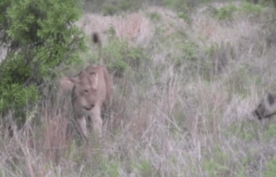 Clip: Sư tử cái một mình chống cả bầy linh cẩu háu đói, quyết định điên rồ khiến cả bầy chùn bước