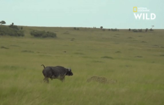 Clip: Linh cẩu cất công săn nghé con, đang ăn thịt thì 'tái mặt' bỏ chạy - vì sao?