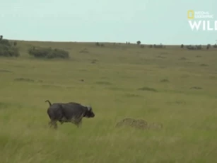 Clip: Linh cẩu cất công săn nghé con, đang ăn thịt thì 'tái mặt' bỏ chạy - vì sao?