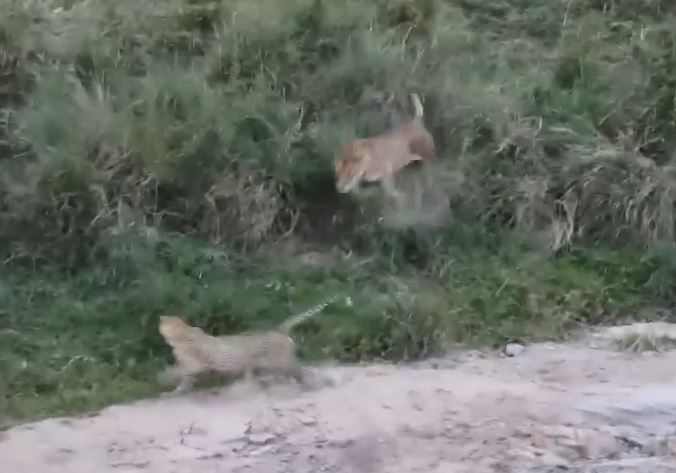 Sư tử rình bắt báo hoa mai từ phía sau và cái kết đầy bất ngờ