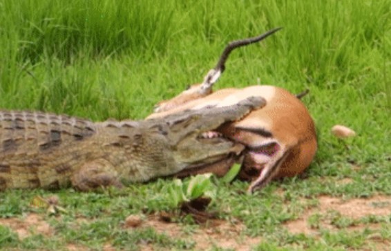 Clip: Linh dương bị sư tử vật xuống đất, khi cái chết chỉ còn tính bằng giây thì bất ngờ xảy ra