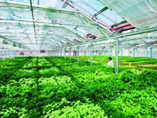 Thanh Hóa: Sản xuất nông nghiệp áp dụng công nghệ số