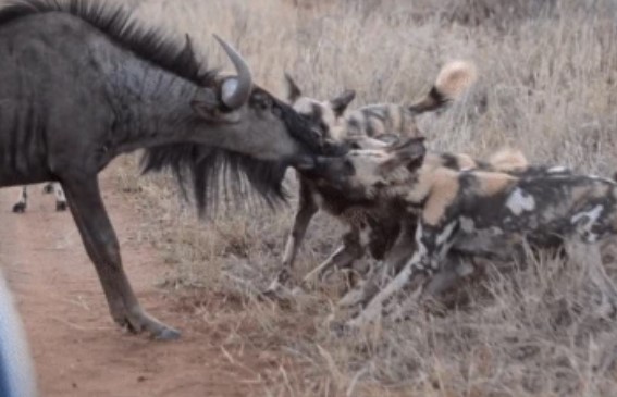 Clip: Đuối sức vì chạy trốn kẻ thù, linh dương đầu bò "đứng im" cho bầy chó hoang cắn xé