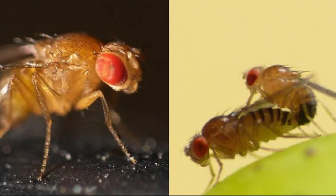 Loài động vật quan hệ nhanh nhất thế giới: Ân ái chưa đến 1 giây nhưng mỗi lần đẻ hơn trăm trứng