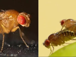 Loài động vật quan hệ nhanh nhất thế giới: Ân ái chưa đến 1 giây nhưng mỗi lần đẻ hơn trăm trứng
