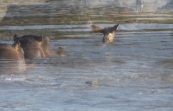 Clip: Dưới nước hà mã đuổi, trên bờ chó hoang vây: Mẹ con linh dương vẫn tạo nên "kỳ tích"