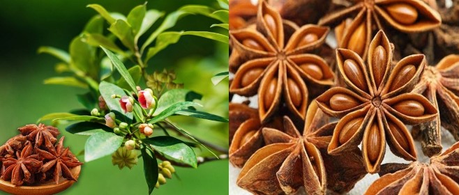 Loài hoa được mệnh danh là ‘báu vật’ trời ban của Việt Nam, được cả thế giới săn đón vì khan hiếm