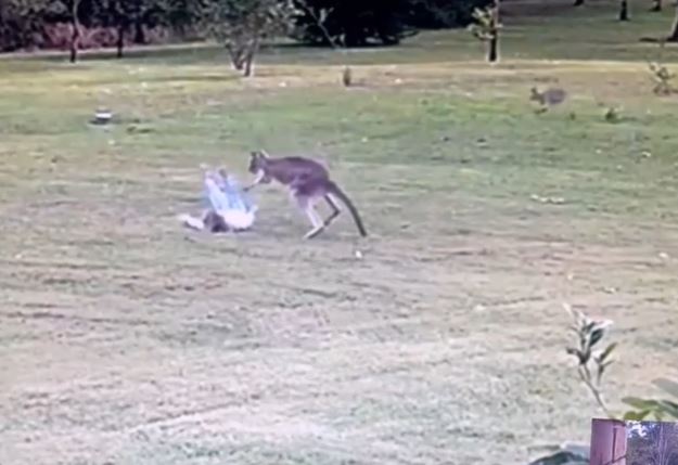 Clip: Khoảnh khắc kangaroo hoang dã bất ngờ lao đến tấn công bé gái 2 tuổi