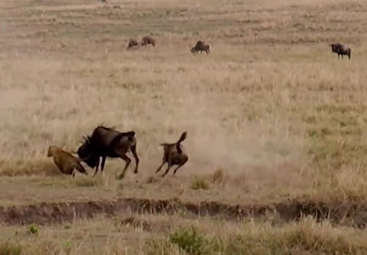 Linh dương đầu bò mẹ liều lĩnh mạng sống, húc tung báo hoa mai để cứu con