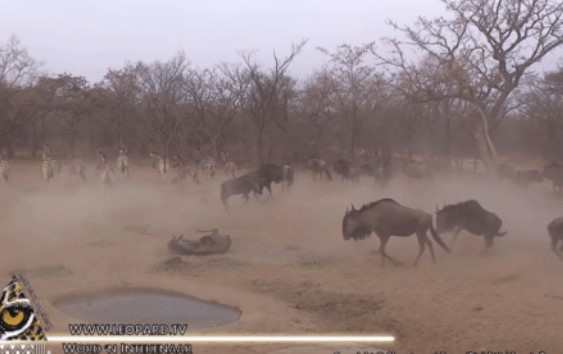 Clip: Đang uống nước, linh dương bỗng "chổng vó lên trời" khiến các loài xung quanh chạy tán loạn: Vì sao vậy?