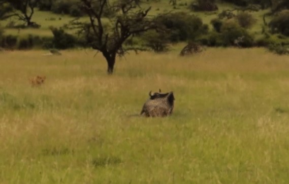 Clip: Linh dương mê man ngủ không biết sư tử bủa vây 'trùng trùng lớp lớp' - kết cục ra sao?