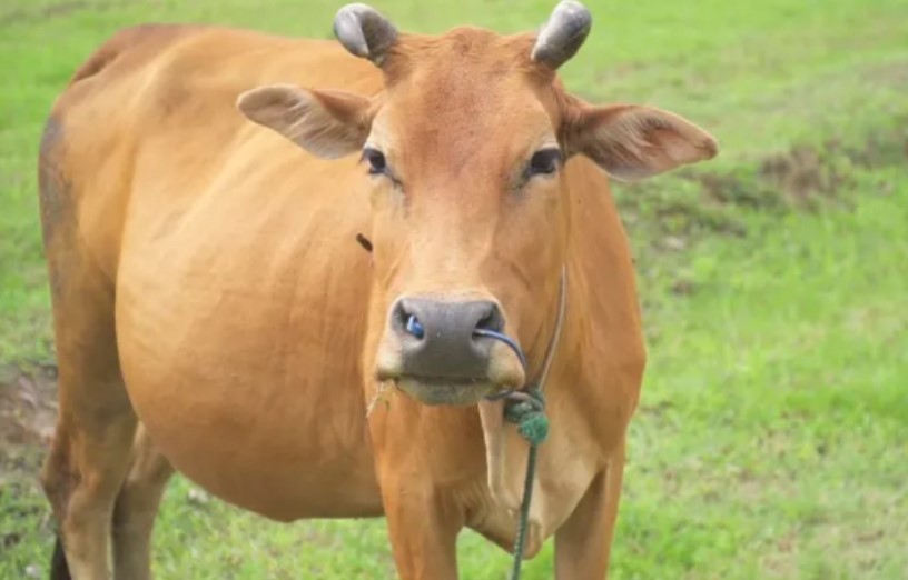 Chê con dâu ở nhà cả ngày mà không mua nổi thịt tươi, chị hàng xóm bê nguyên con bò về tặng mẹ chồng