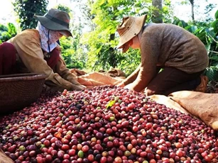 Xuất khẩu cà phê từ nay tới tháng 9 sẽ giảm dần