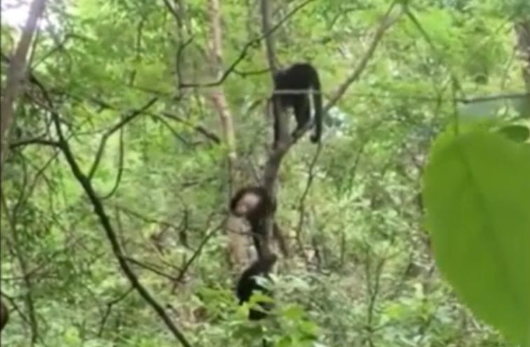 Clip: Bầy khỉ hợp sức để giải cứu đồng loại khỏi bị trăn ăn thịt