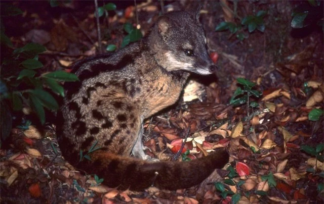 cay-huong-madagascar-1