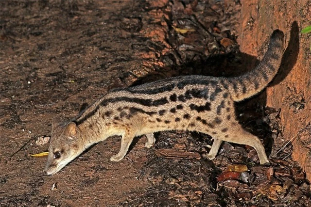 cay-huong-madagascar-2