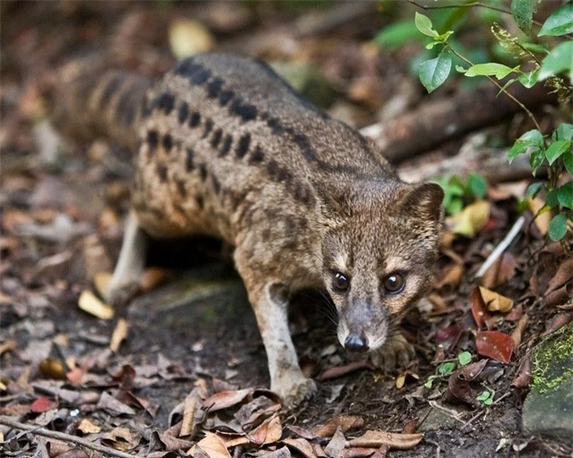 cay-huong-madagascar-3