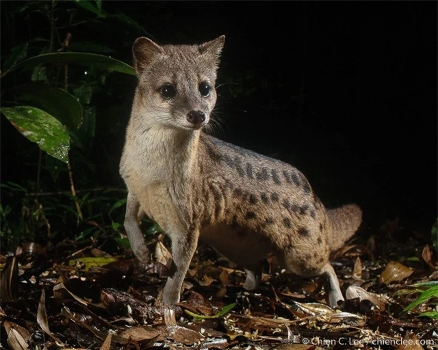 cay-huong-madagascar-4