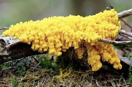 ‘Quái vật’ không não đang tồn tại: Có 720 giới tính, có thể đi mà không cần chân, cánh, tự chữa lành trong 2 phút