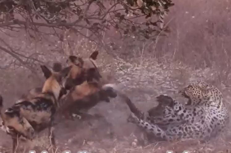 Clip: Cắn chết chó con, báo hoa mai bị đàn chó hoang Châu Phi bao vây để trả thù