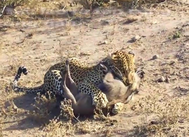 Clip: Báo hoa mai rình rập, tóm gọn lợn rừng con vừa chui ra khỏi hang