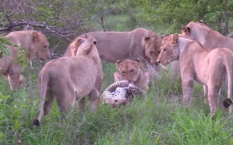 Clip: Báo hoa mai lọt vào vòng vây của 12 con sư tử và cái kết bi đát