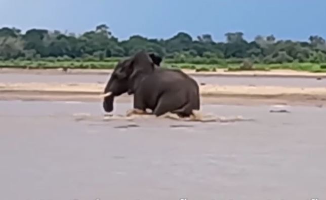 Clip: Voi bất ngờ bị cá sấu tấn công khi đang bơi qua sông và cái kết hầu như ai cũng đoán được