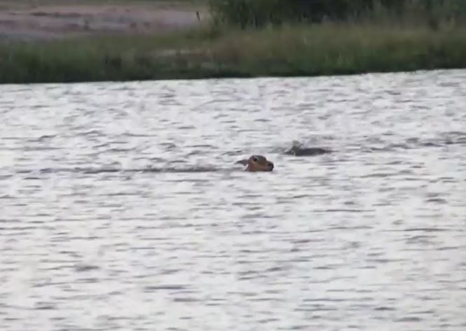 Clip: Cá sấu bơi siêu nhanh để đuổi kịp con mồi dưới nước