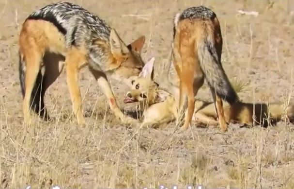 Clip: Cáo nhận cái chết bi thảm khi lọt vào vòng vây của chó rừng