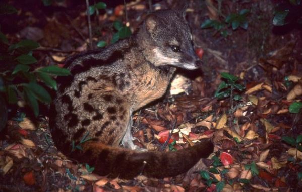 Bí mật về loài thú bề ngoài nhỏ xinh, đáng yêu nhưng có khả năng làm ‘chuyện ấy’ lâu nhất hành tinh