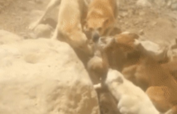 Clip: Kết cục bi thảm của chó sói ăn trộm cừu, bị đàn chó săn phát hiện và truy sát