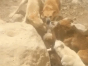 Clip: Kết cục bi thảm của chó sói ăn trộm cừu, bị đàn chó săn phát hiện và truy sát