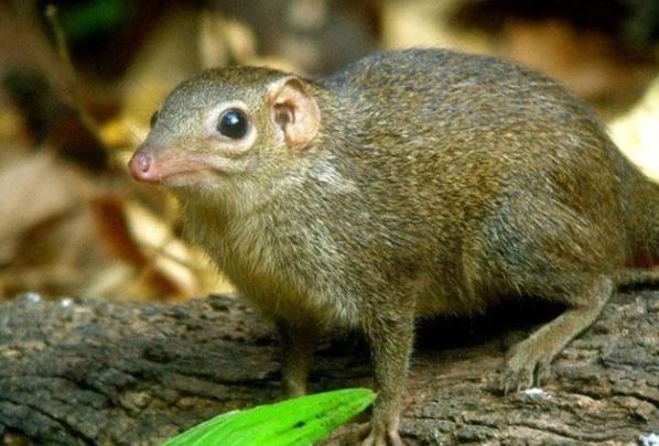 Top 5 loài vật say xỉn hơn con người: Số 2 rất phổ biến ở Việt Nam, số 5 phải đi cai nghiện rượu