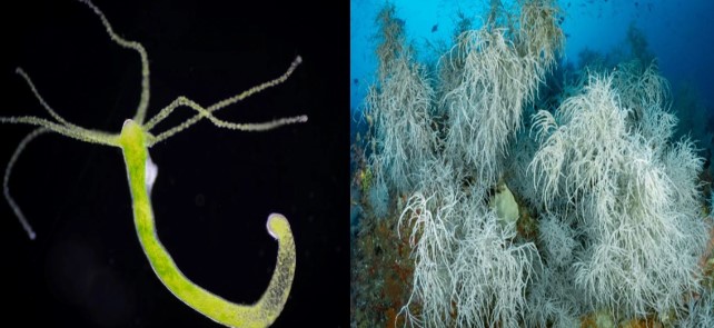 Những loài động vật sống thọ nhất thế giới, top 1 thuộc về nhân vật không ai ngờ tới