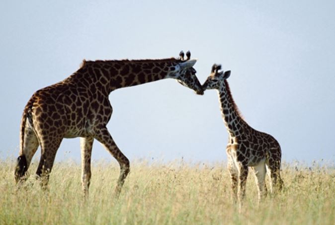 Top những loài vật có cách ân ái rùng rợn nhất Trái Đất, 1 loài là đặc sản nổi tiếng của Việt Nam