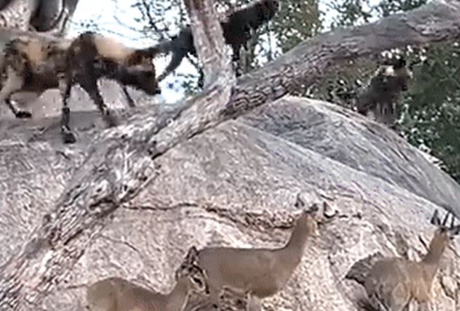 Bị bầy chó hoang 21 con truy sát, linh dương vẫn thoát chết khó tin